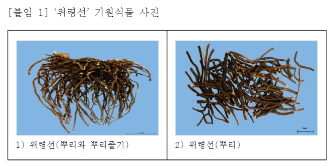 [붙임 1] ‘위령선’ 기원식물 사진 1) 위령선(뿌리와 뿌리줄기) 2) 위령선(뿌리) 