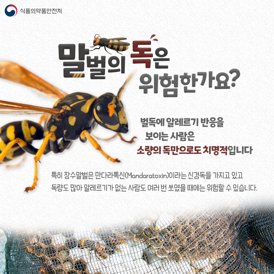 말벌의 독은 위험한가요? 벌독에 알레르기 반응을 보이는 사람은 소량의 독만으로도 치명적입니다. 특히 장수말벌은 만다라톡신이라는 신경독을 가지고 있고 독량도 많아 알레르기가 없는 사람도 여러 번 쏘였을 때에는 위험할 수 있습니다.