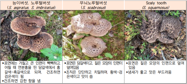 능이버섯, 노루털버섯 (S. aspratus, S. imbricatus) ‣표면에는 거칠고 큰 인편이 빽빽하고, 어릴 때 연분홍을 띤 담갈색에서 홍갈색~흑갈색으로 되며, 건조하면 검은색이 됨 ‣건조하면 강한 향을 냄 무늬노루털버섯 (S. scabrosus) ‣표면은 담갈색이고, 짙은 모양의 인편이 덮여있음 ‣조직은 단단하고 치밀하며, 황색~검은색이고 맛이 씀 Scaly tooth (S. squamosus) ‣표면은 짙은 모양의 인편으로 덮여있음 ‣냄새가 좋고 맛은 부드러움