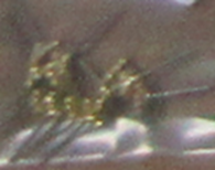 귀걸이 (품명없음)